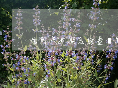 信用卡逾期怎能查詢(怎么能查出信用卡逾期)