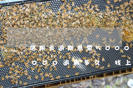 信用卡逾期急需5000怎么辦-信用卡5000逾期多久會找上門