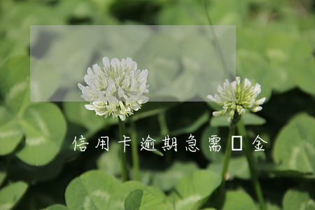 信用卡逾期急需資金