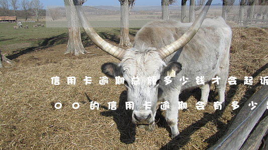 信用卡逾期总额多少钱才会起诉(如果25000的信用卡逾期会有多少费用)