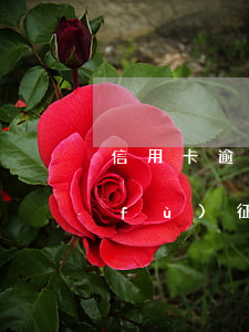 信用卡逾期恢復(fù)(信用卡逾期恢復(fù)征信后還能貸款嗎)