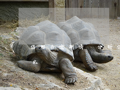 信用卡逾期情況分析(信用卡逾期情況分析怎么寫)