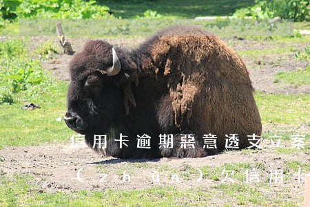 信用卡逾期惡意透支立案標(biāo)準(zhǔn)(欠信用卡多少算惡意透支)