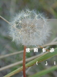 信用卡逾期想結(jié)清(信用卡逾期想結(jié)清房貸)