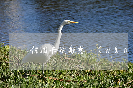 信用卡逾期想網(wǎng)上貸款還
