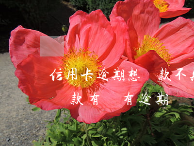 信用卡逾期想還款不知道卡號(怎么看信用卡還款有沒有逾期)