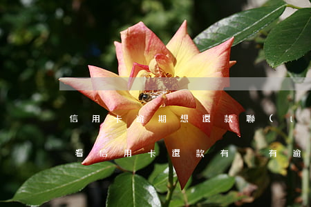 信用卡逾期想還款聯(lián)系誰(怎么看信用卡還款有沒有逾期)