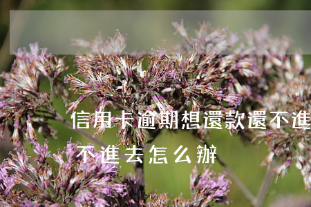 信用卡逾期想還款還不進去(信用卡逾期錢還不進去怎么辦)
