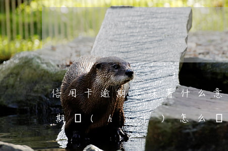 信用卡逾期意味著什么意思(如果說信用卡逾期會(huì)怎么樣)