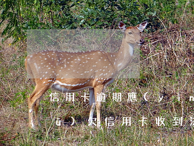 信用卡逾期應(yīng)訴通知書(shū)(欠信用卡收到法律告知書(shū))