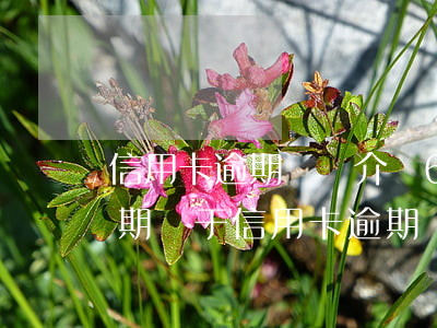信用卡逾期應訴介紹6個月分期-分期卡逾期屬于信用卡逾期嗎