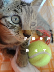 信用卡逾期成了網(wǎng)逃(信用卡逾期成了網(wǎng)逃人員)