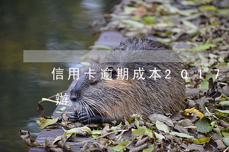 信用卡逾期成本(2017年信用卡逾期怎么辦)