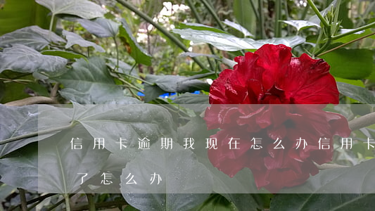 信用卡逾期我现在怎么办(信用卡不小心逾期了怎么办)