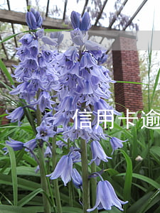 信用卡逾期我躲過一劫(什么叫信用卡逾期了)