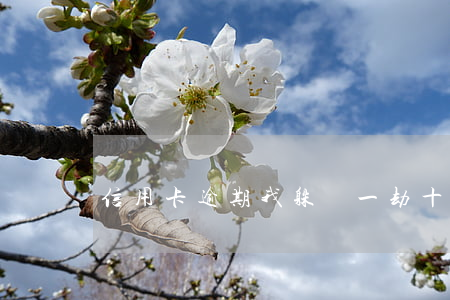 信用卡逾期我躲過一劫(十多張信用卡逾期)