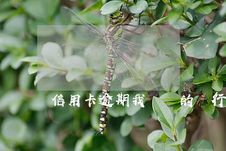 信用卡逾期我辦別的銀行卡
