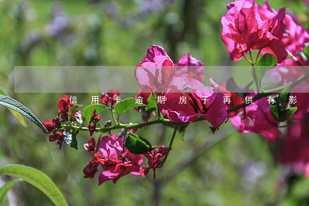 信用卡逾期房子再供有影響嗎