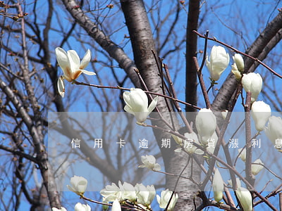 信用卡逾期房貸漲利息嗎(信用卡 逾期利息)