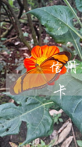 信用卡逾期房貸貼吧(征信逾期中居然下信用卡)
