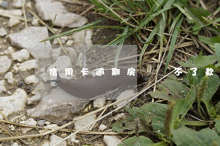 信用卡逾期房貸還不了款(信用卡逾期還不上)