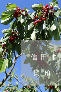 信用卡逾期房貸預(yù)警(信用卡逾期房貸預(yù)警還款)