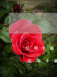 信用卡逾期所有銀行卡被凍結(jié)嗎(信用卡逾期所有銀行卡被凍結(jié)嗎還能用嗎)