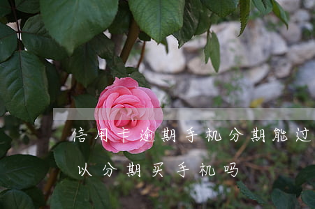 信用卡逾期手机分期能过吗(信用卡逾期过可以分期买手机吗)