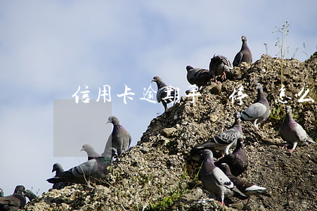 信用卡逾期手機停機怎么辦