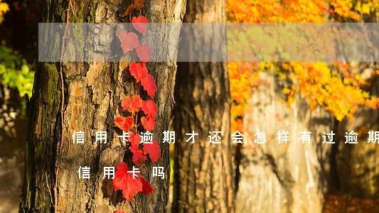 信用卡逾期才还会怎样(有过逾期还可以申请信用卡吗)