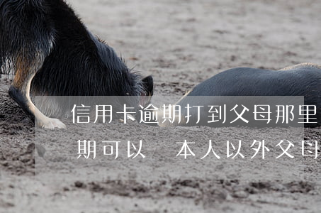 信用卡逾期打到父母那里了(民法典信用卡逾期可以給本人以外父母打電話嗎)