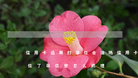 信用卡逾期打單位合法嗎(信用卡逾期通知單位了,單位會怎么處理)