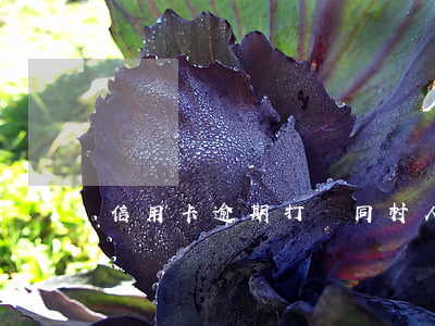 信用卡逾期打給同村人(村干部信用卡逾期)