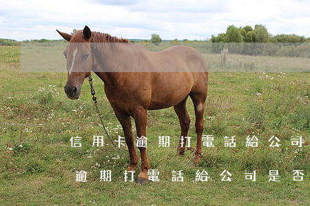 信用卡逾期打電話給公司是否合法-信用卡逾期打電話給公司是否合法了