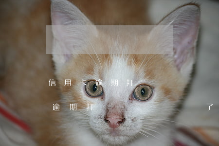 信用卡逾期打電話過來說還了撤案-信用卡逾期打電話過來說還了撤案是真的嗎