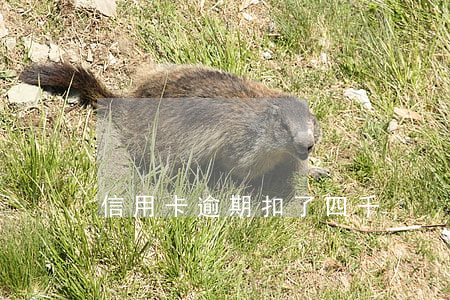 信用卡逾期扣了四千