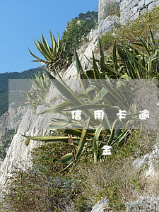 信用卡逾期扣了救命錢怎么辦(信用卡逾期違約金)