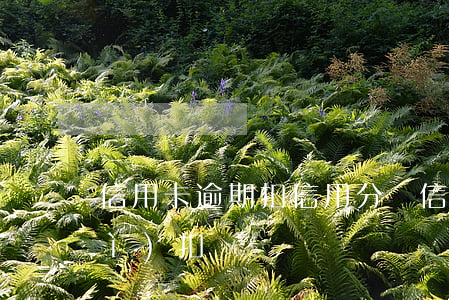 信用卡逾期扣信用分嗎(信用卡逾期會(huì)扣錢嗎)
