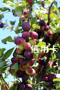 信用卡逾期扣款什么意思（信用卡逾期扣）