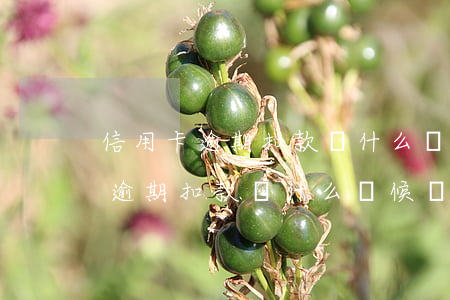 信用卡逾期扣款從什么時候開始算-信用卡逾期扣款從什么時候開始算利息