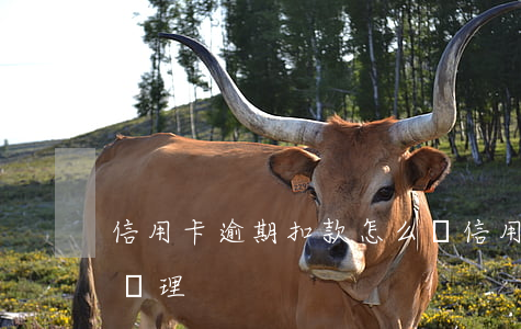 信用卡逾期扣款怎么辦 信用卡逾期扣款怎么辦理