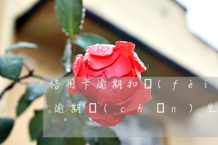信用卡逾期扣費(fèi)能要回嗎(信用卡逾期產(chǎn)生的費(fèi)用可以不還嗎)