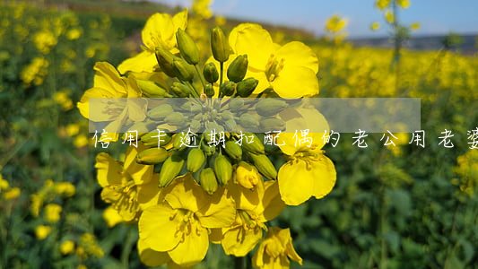信用卡逾期扣配偶的 老公用老婆信用卡逾期