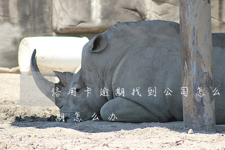 信用卡逾期找到公司怎么办(不知道信用卡逾期怎么办)