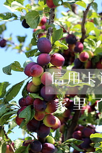信用卡逾期找到家里來怎么辦 欠信用卡找到家里了怎么辦