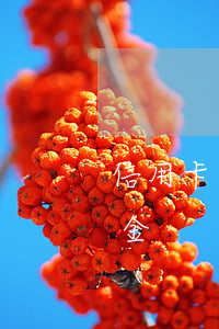 信用卡逾期承諾書有什么用(信用卡逾期違約金)