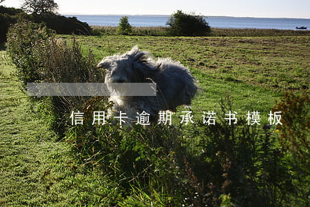 信用卡逾期承诺书模板
