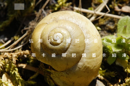 信用卡逾期把儲蓄卡給凍結(jié)了 信用卡逾期把儲蓄卡給凍結(jié)了怎么還款