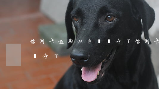 信用卡逾期把手機號停了(信用卡逾期把手機號停了)