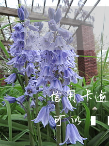 信用卡逾期抑郁癥證明有用嗎-重度抑郁癥可以開證明嗎